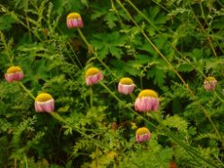 2013-08-18_Regina-F-Rau_Schachen_Blumen  (116).JPG